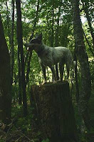 Blue Heeler on a Tree Stump on the Trail