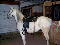Well-Fitted Tucker Saddle on Short-Backed Horse