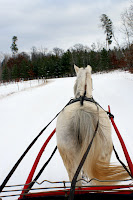 Arab Mare Pulling Cutter