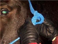 Step 3: Tying a Rope Halter