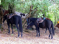 Maremman Horses Resting at Lunch