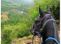 Maremman Horse Overlooking Tuscan View