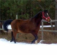 26-Year-Old Arab Gelding