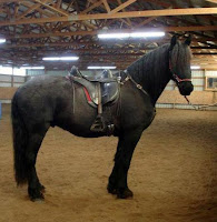 Barefoot Treeless Saddle on Friesan