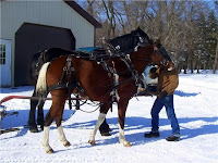 Half-Arabian Pinto Hitched to Percheron