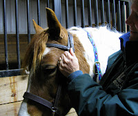 Fitting a Bridle to a Horse: Browband