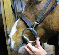 Fitting a Bridle to a Horse: Bit