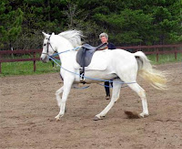 Lunging a Horse with Butt Rope