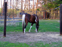 Horse Tied Long Enough to Graze on Picket Line