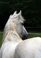 Slightly Flea Bitten Grey Mare