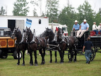 Four-Horse Percheron Show Hitch