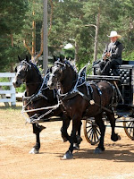 Two-Horse Percheron Show Hitch