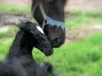 Percheron Foal
