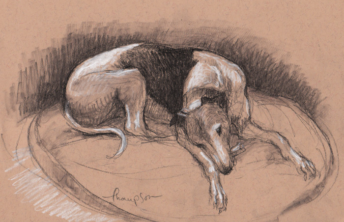 Sketches Of Greyhounds