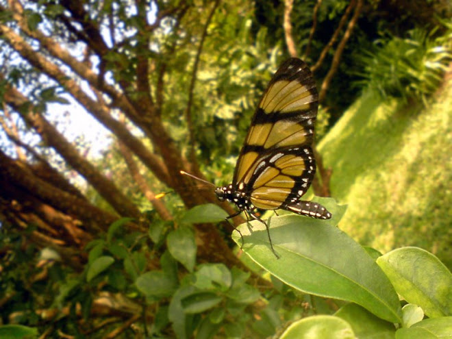 Borboleta