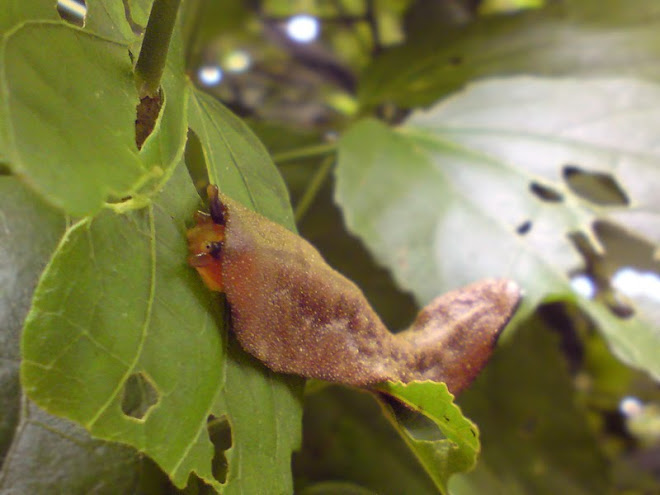 Moluscos Gastrópodes. A famosa Lesma.