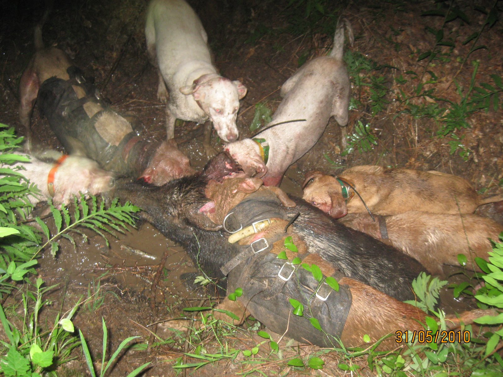 boar s dogs image gallery hog with dogs boar s dogs image gallery hog with dogs