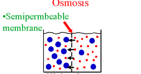 Biology help online: Osmosis