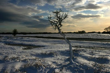 Gorse Tree in winter, Plasterdown, Dartmoor