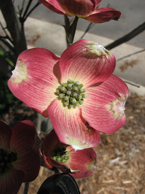 Pink+dogwood+blossom