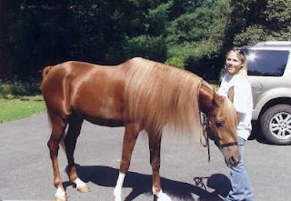 Baby Arabian Horses