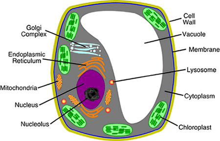 simple animal cell picture