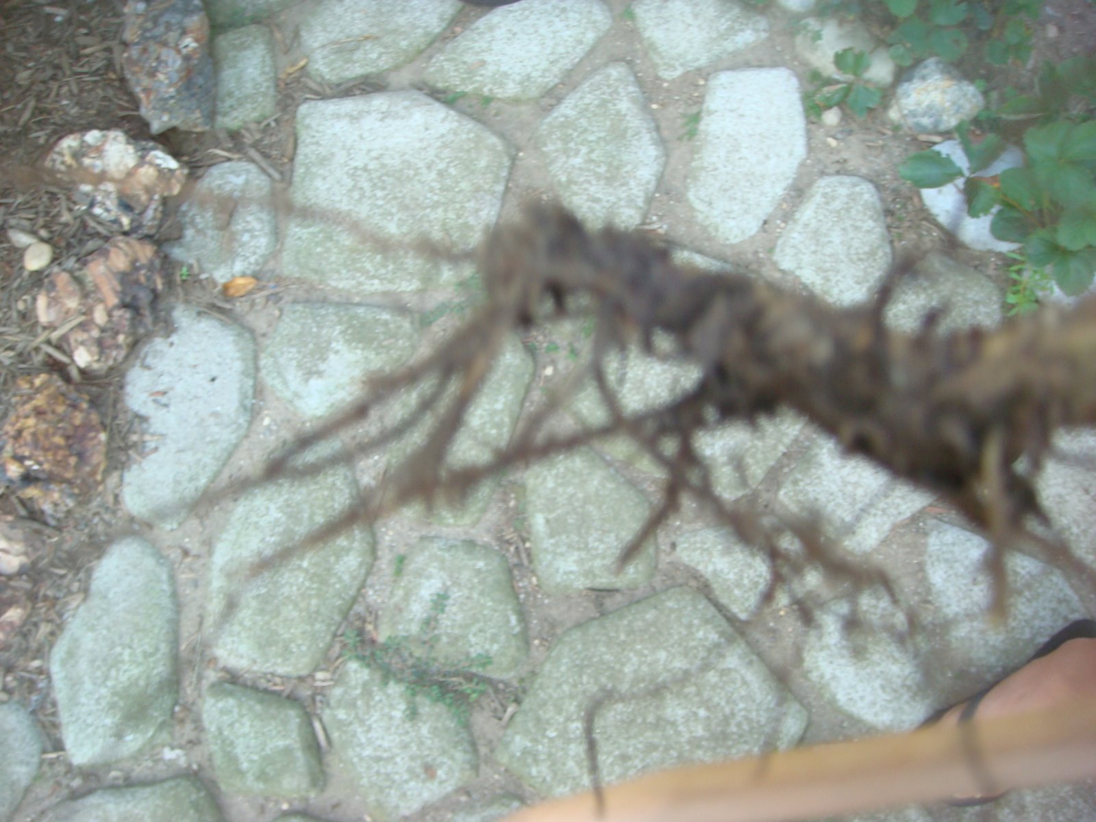 [root2.JPG]