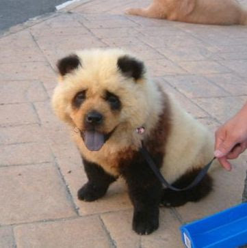 panda+dog+1.jpg
