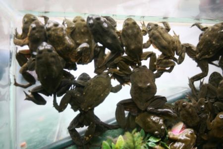 [frog_juice_02.jpg]