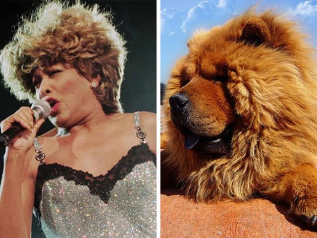 [celebrities+animals+look+alike+7.jpg]