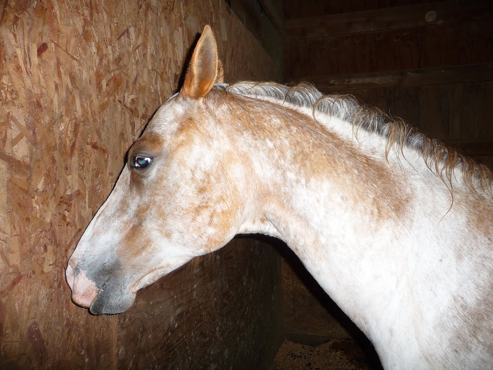 There is a Horse In My Bubblebath Noah's Ark....Horses with flippers