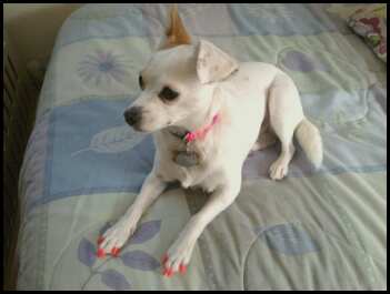 soft paws dog