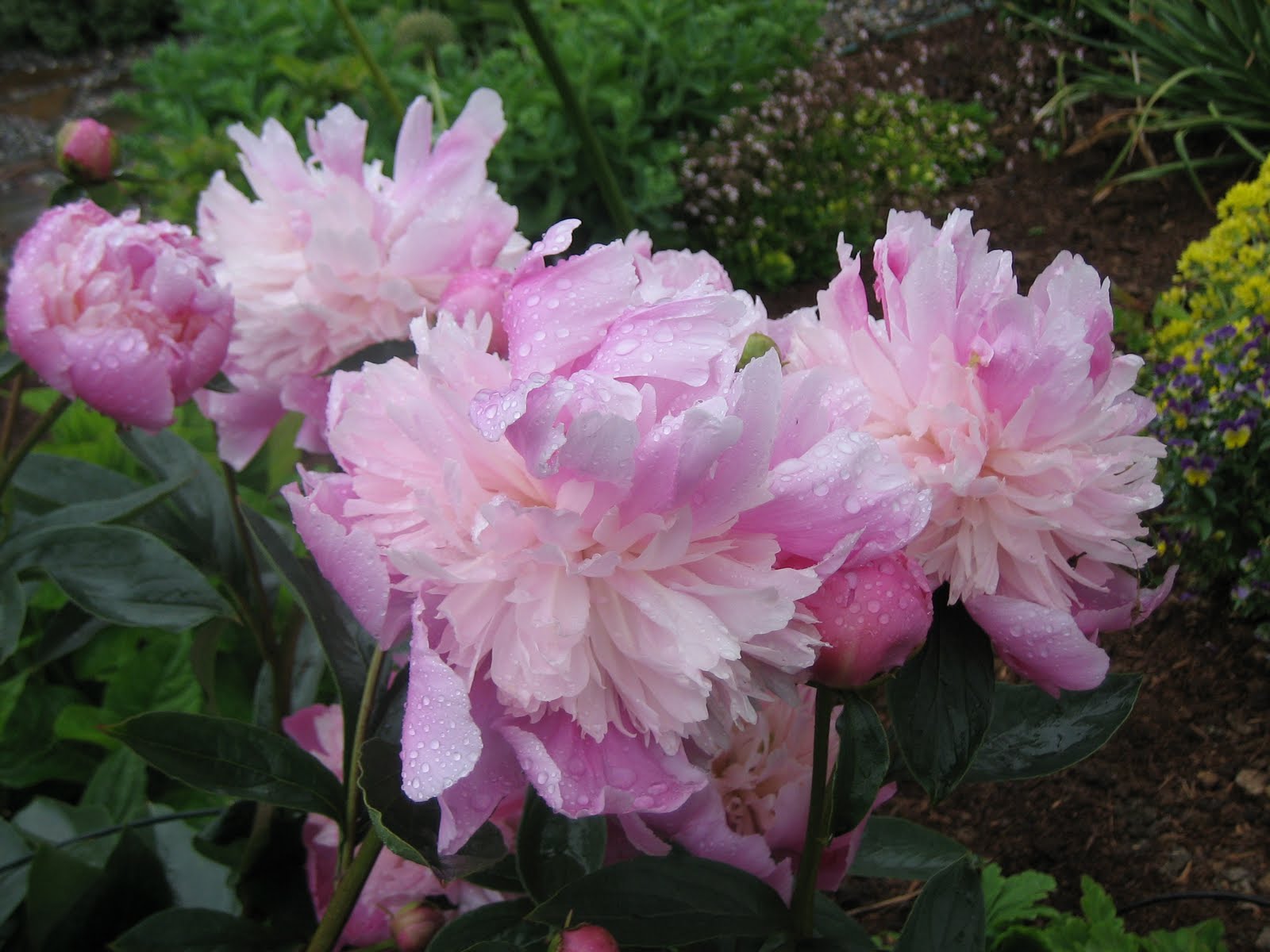 peonies as cut flowers