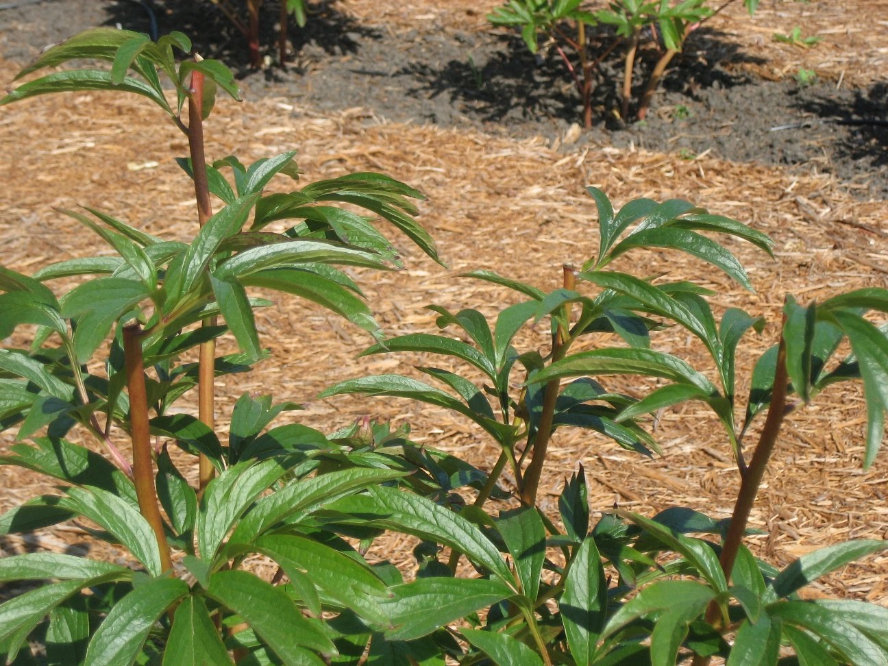 new peony plant at peony farm