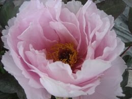 Hana Kisoi Tree Peony at www.ilovepeonies.com