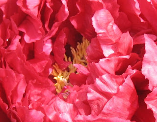 Koukamon Tree Peony at www.ilovepeonies.com