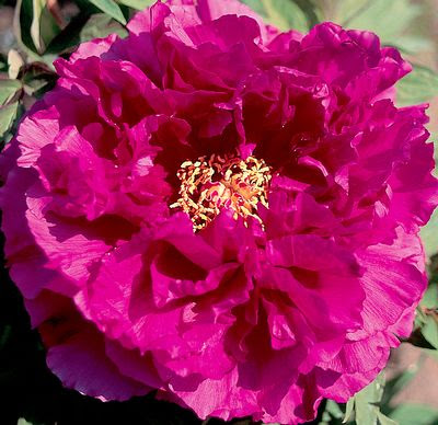 KAMADA NISHIKI, PEONY FARM WA