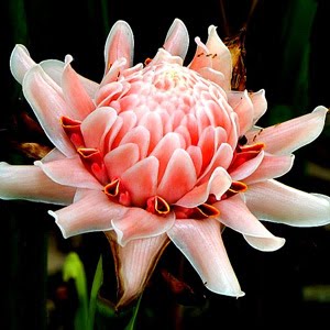 Bunga Kecombrang 7 Jenis Tanaman yang Bisa Digunakan Sebagai Deodoran Alami