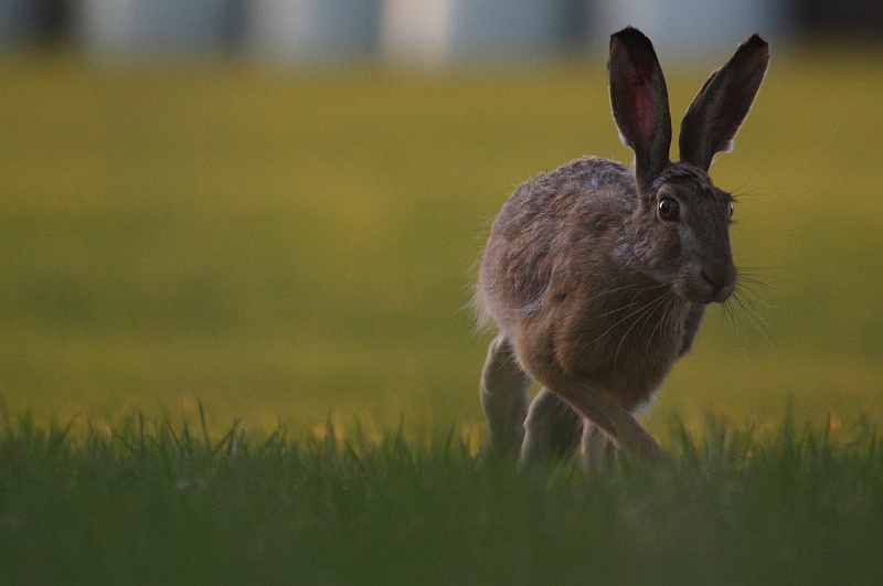 IMAGE: http://4.bp.blogspot.com/_Aa1c1w0Twzc/S-2SsWJzrWI/AAAAAAAAAuU/VuPs1vz6erk/s1600/rusakko1.jpg