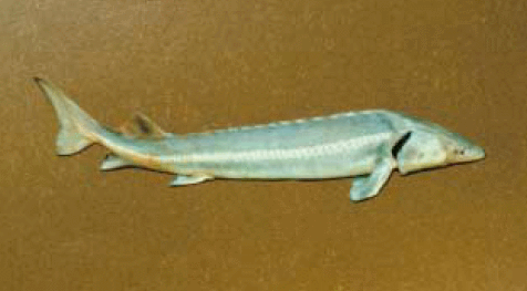 [Simatok.PNG]