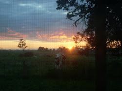 Sunrise on the farm, Beware the stalker cow.