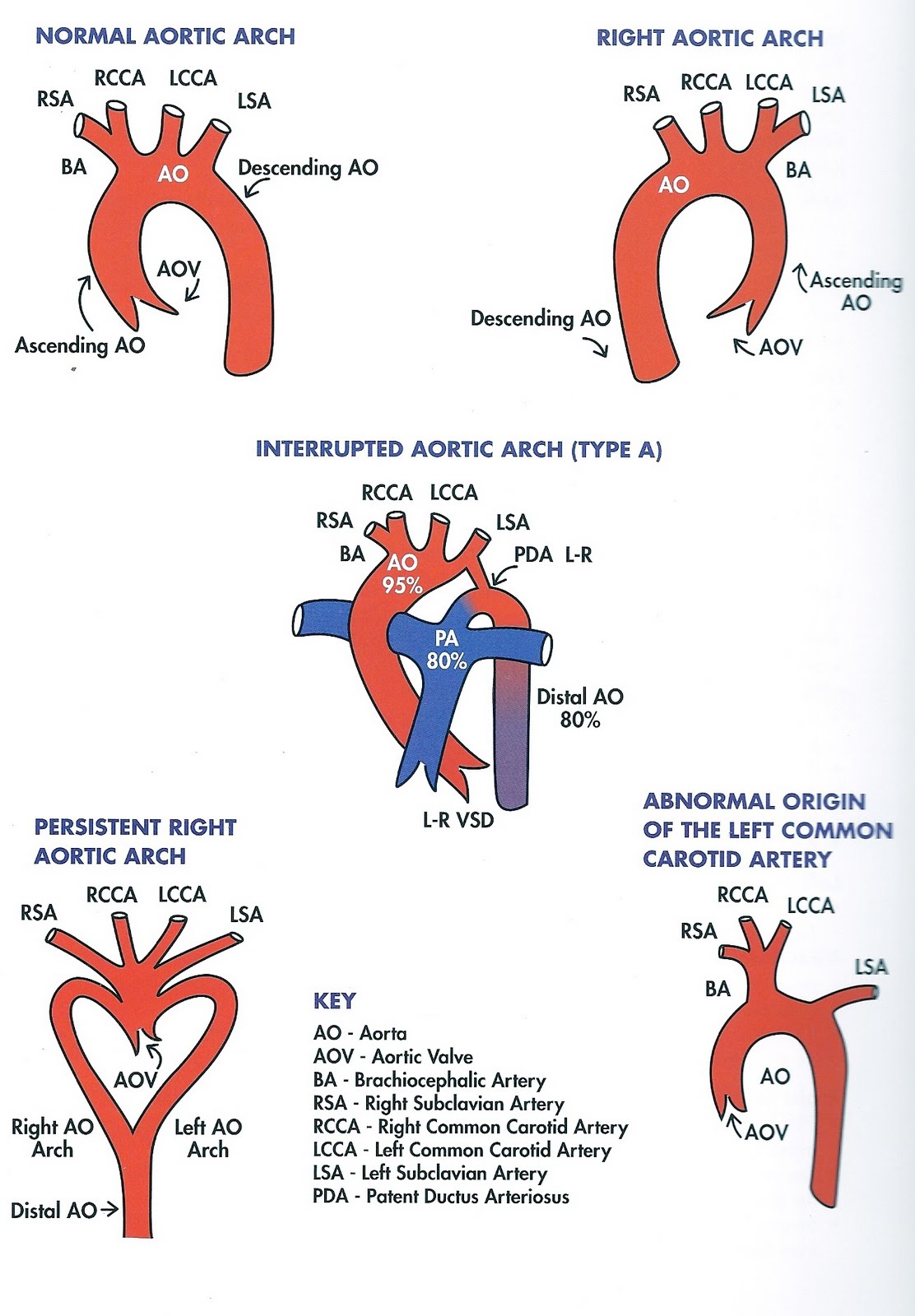 rat aortic arch