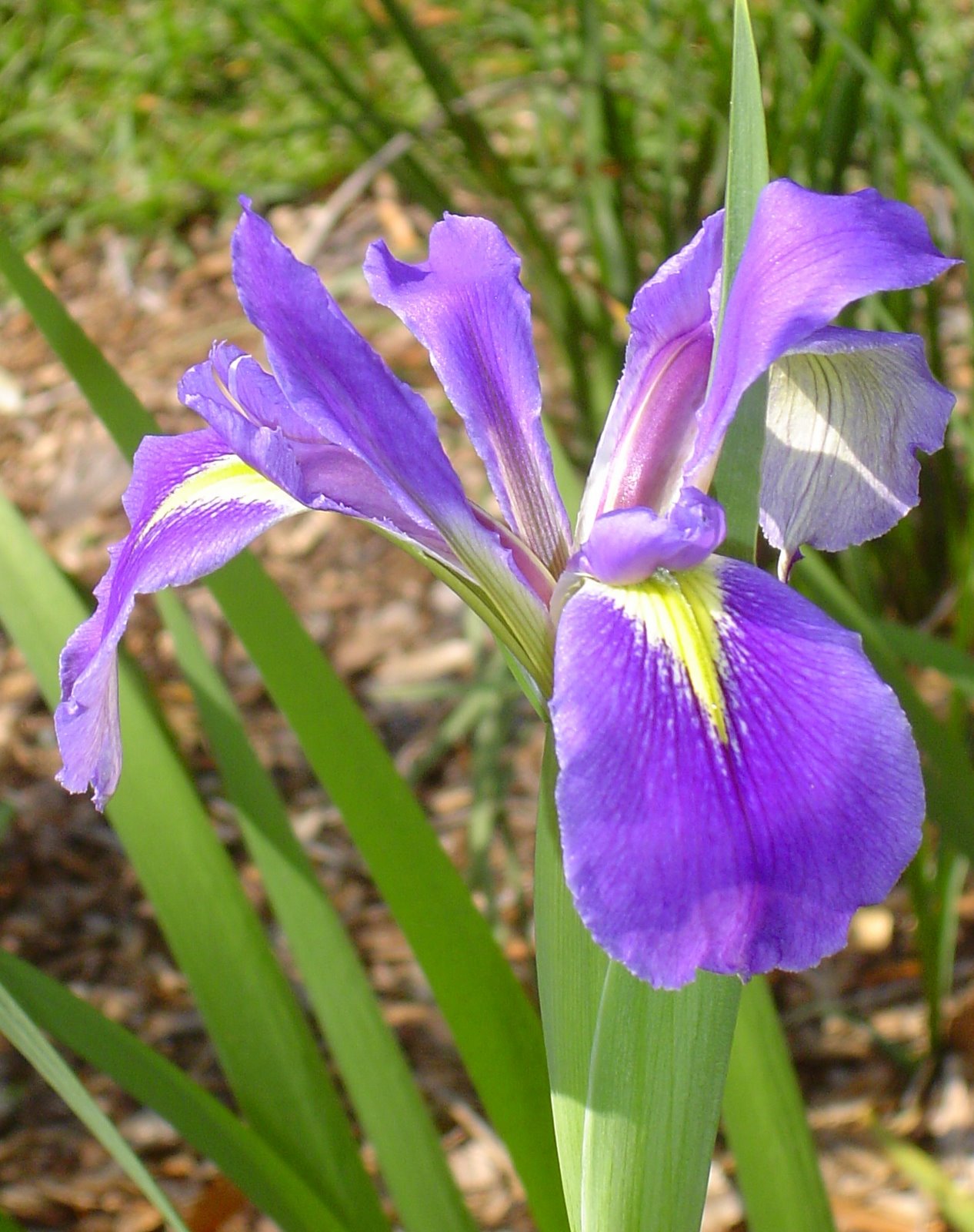 [iris+002.JPG]