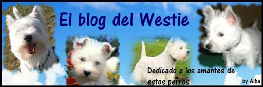 El blog del Westie - West Highland White Terrier