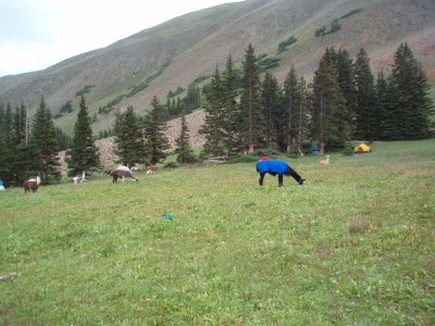 [NeartheTopofHopeLlamas]