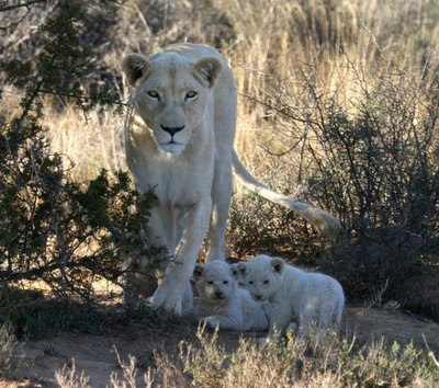Rare Collection of White Lions white lions and tigers. Rare Collection of White Lions