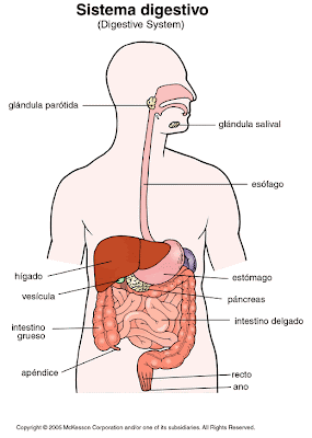 http://www.educadormarista.com/PQEDISON/aparatodigestivo.swf