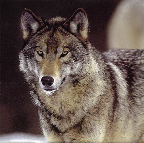 Wolf Pic