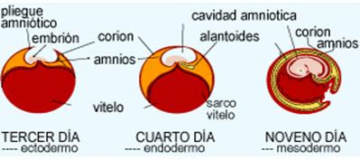 IMAGEN DESARROLLO EMBRIONARIO PEZ imagen desarrollo embrionario pez:
