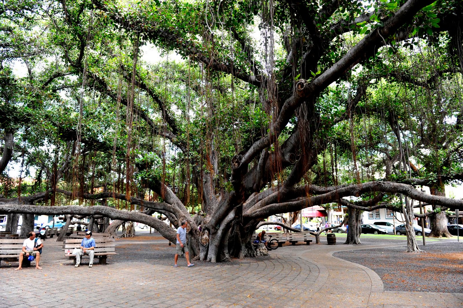 Banyan Tree Lahaina